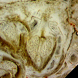 maggot fern synangia