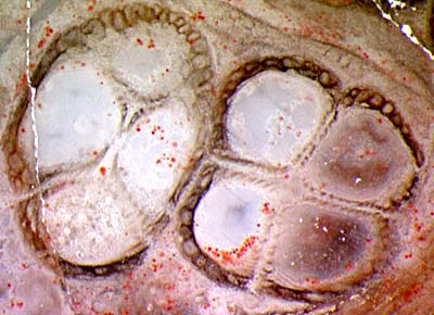 Scolecopteris-Synangien mit unterschiedlicher Anordnung der Sporangien