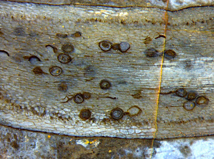 Glomites inside Aglaophyton