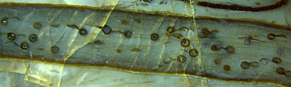 Aglaophyton with fungus chlamydospores, Palaeomyces