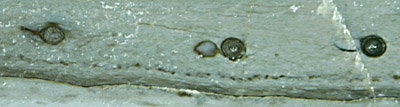 Aglaophyton with fungus chlamydospores, Palaeomyces