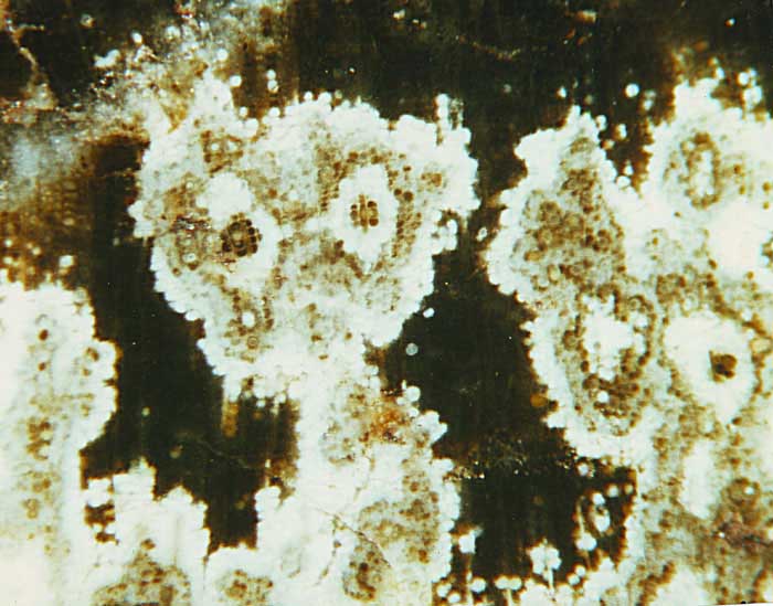 fossil wood borxleben