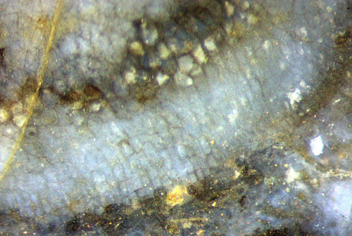 Horneophyton tuber detail