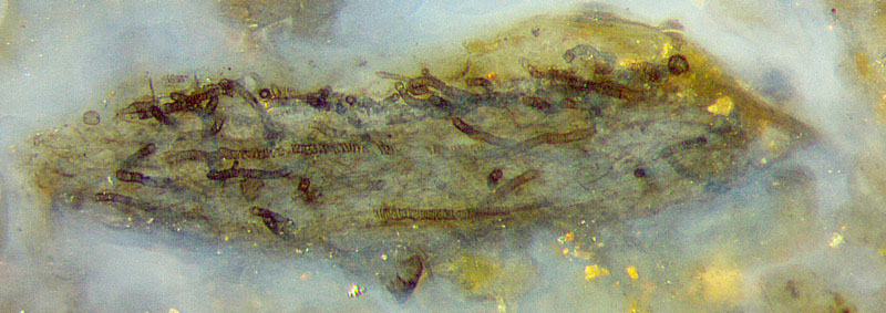 Nematothallus in chert