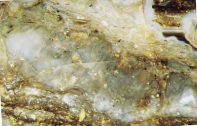 patch with poorly seen tube-like filaments near Pachytheca in Rhynie chert