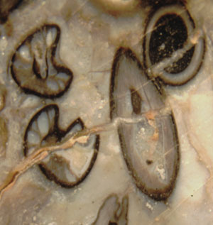 2 Aglaophyton sections with similar damage aspect