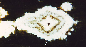 Fossil wood cross-section with structured spots