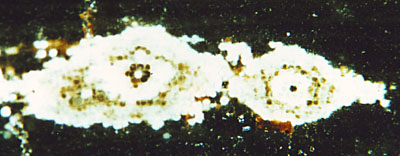 Fossil wood cross-section with structured spots