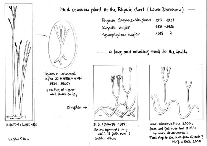 illustrating the changing views on Aglaophyton ending with a novel interpretation