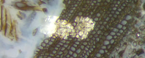 calcite