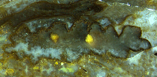 Nothia cross-section with bright yellow "eyes"