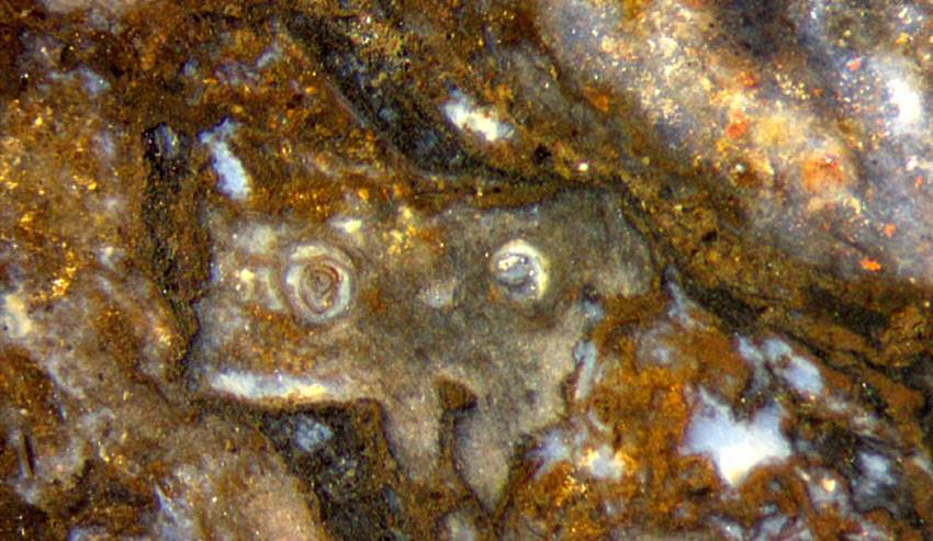 incidental assemblage of fossil objects