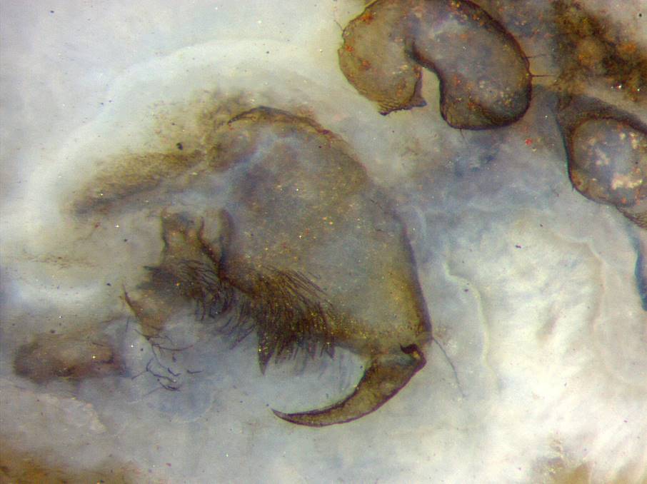 the fang of a predatory creature, 
probably the  trigonotarbid Palaeocharinus rhyniensis. 